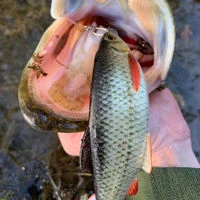 Westin Ricky The Roach Shadtail Lures
